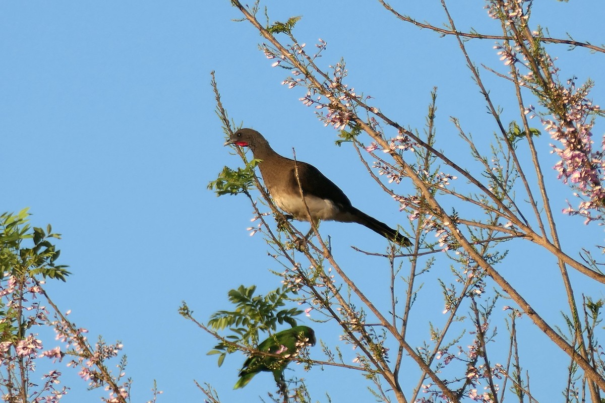 White-bellied Chachalaca - Karen  Hamblett