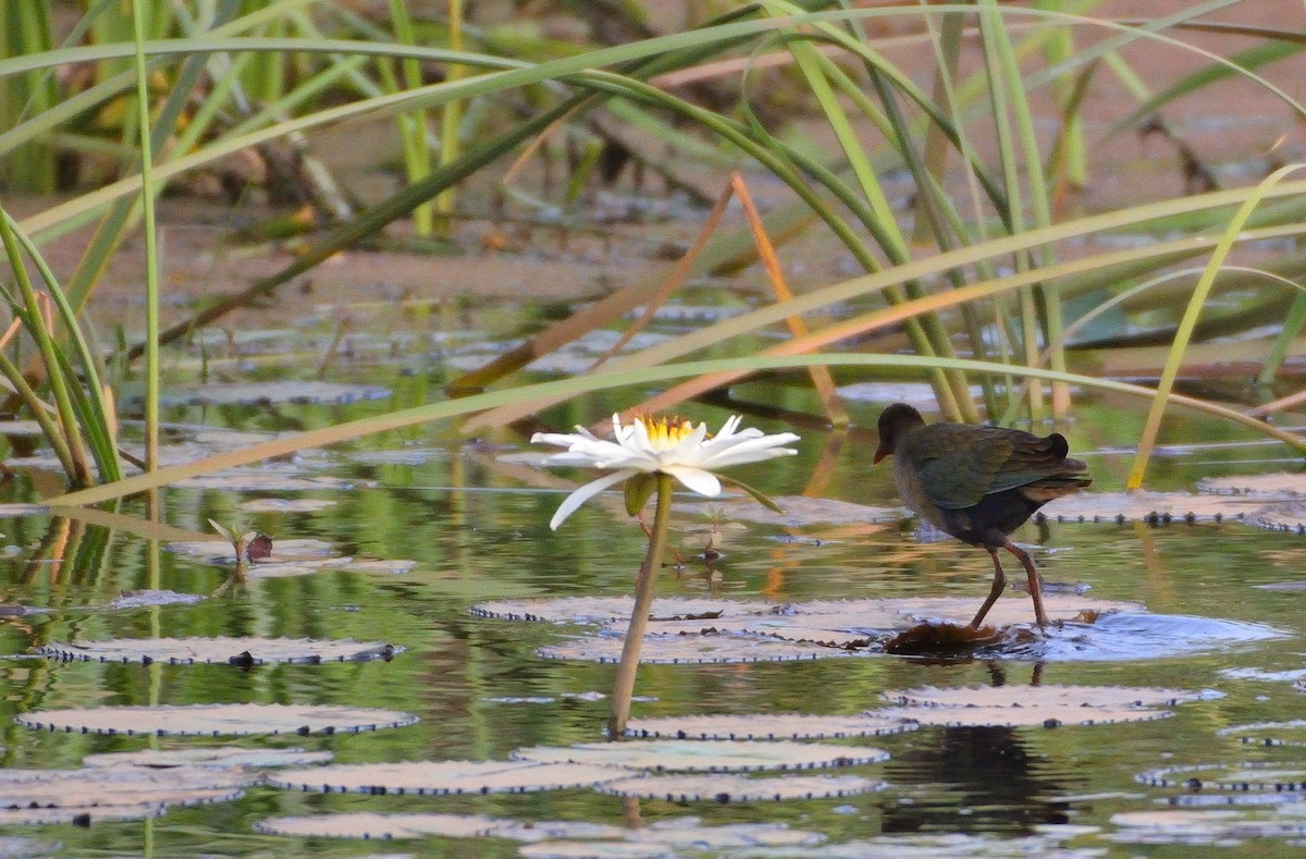 Allen's Gallinule - ML616071383