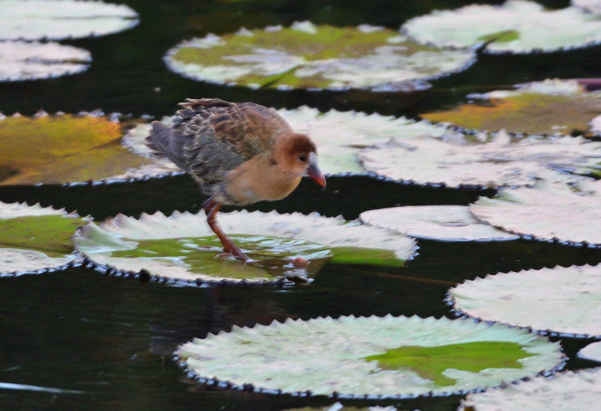 Allen's Gallinule - ML616071388