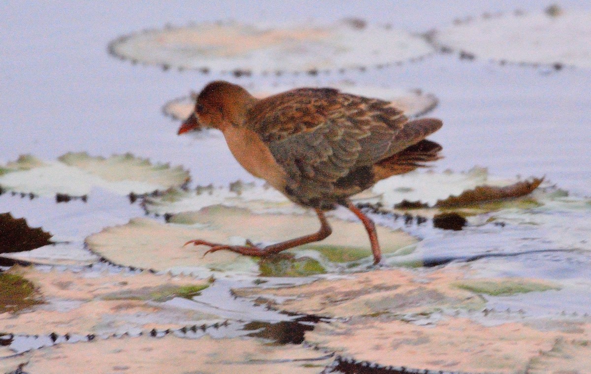 Allen's Gallinule - ML616071390