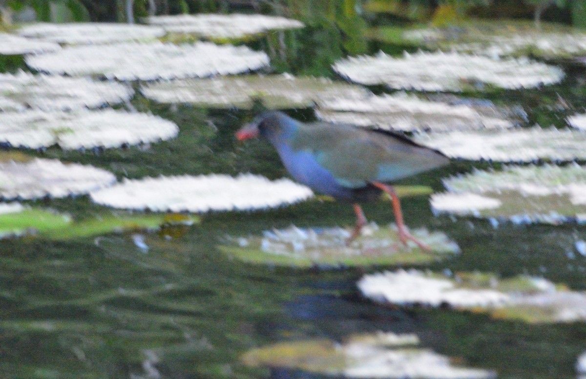 Allen's Gallinule - ML616071394