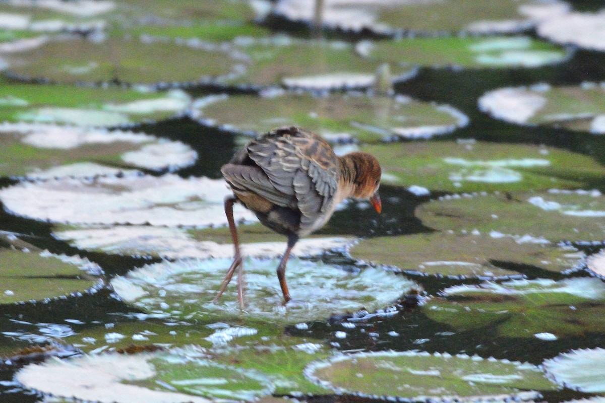 Allen's Gallinule - ML616071396