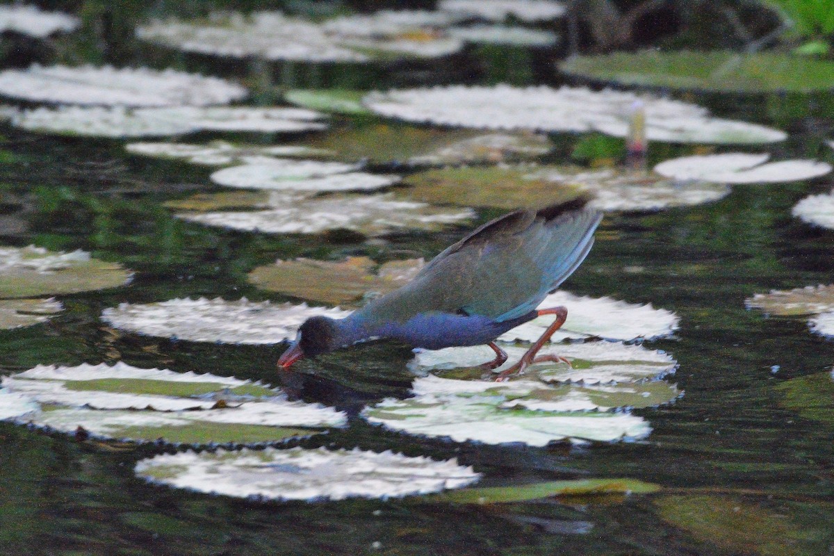 Allen's Gallinule - ML616071397