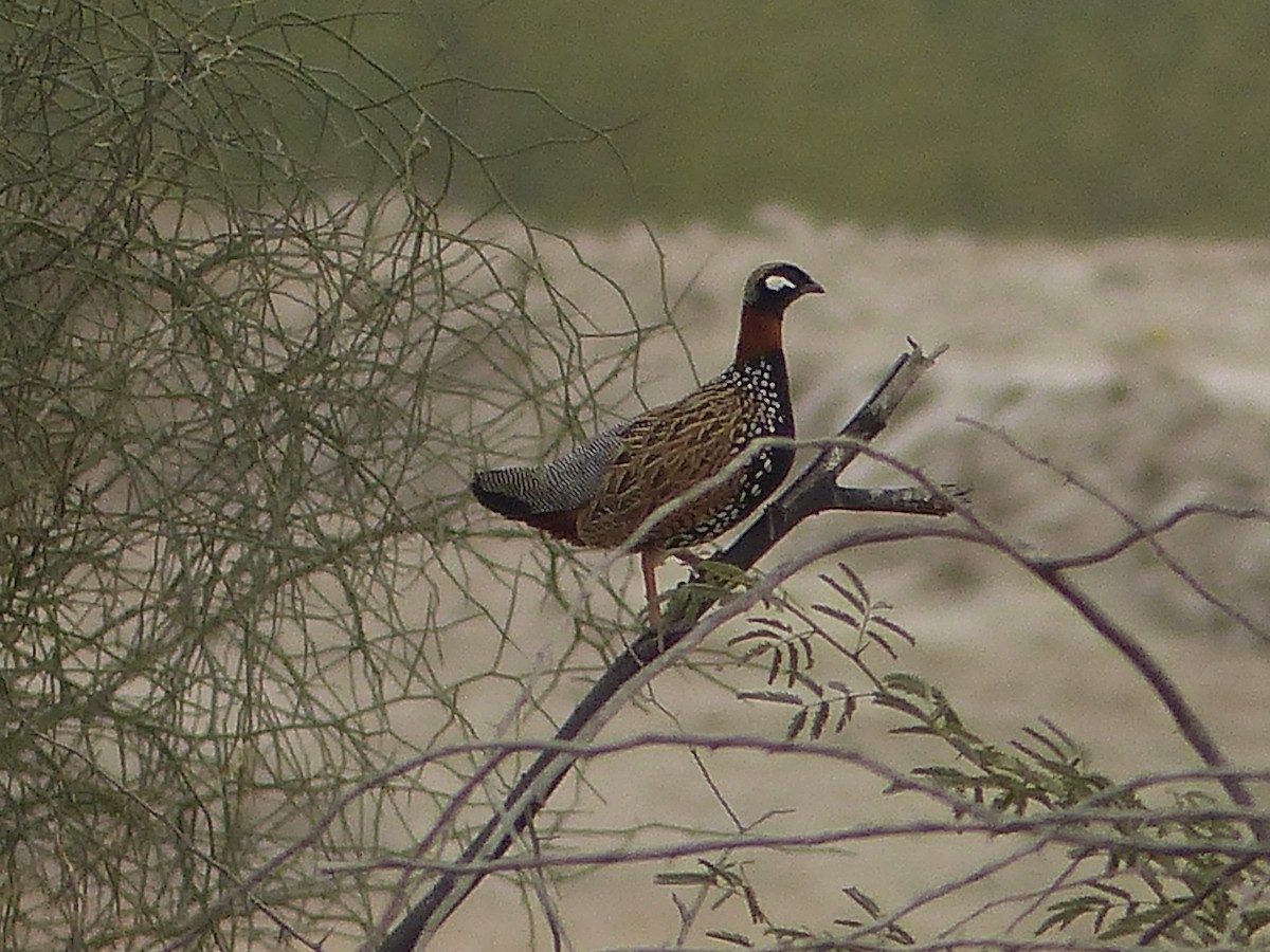 Black Francolin - Jenny Bowman