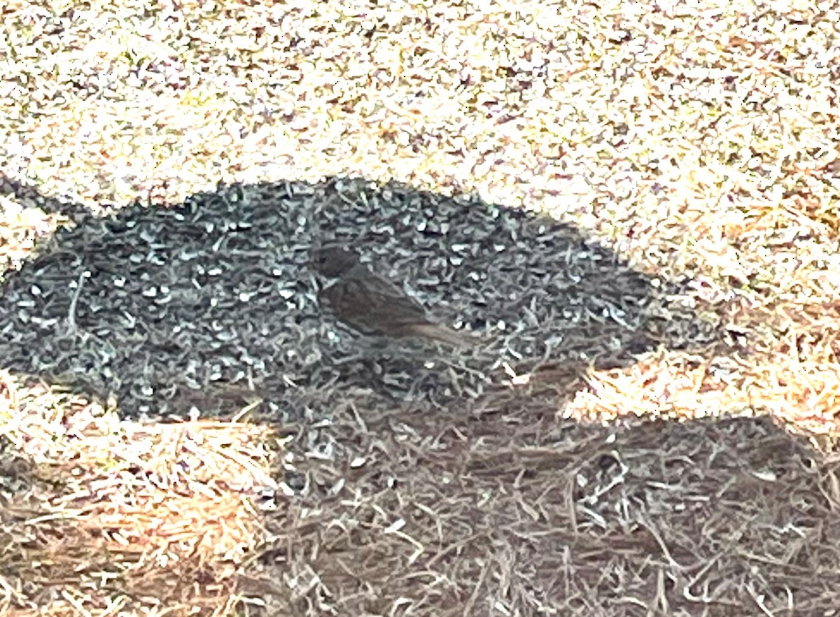 Fox Sparrow - ML616071413