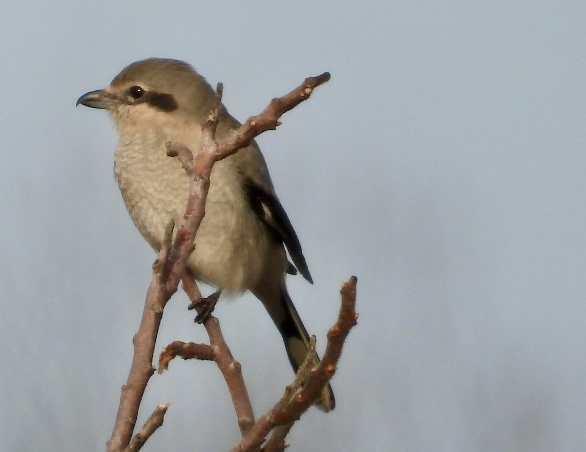 Northern Shrike - Marilyn Hubley