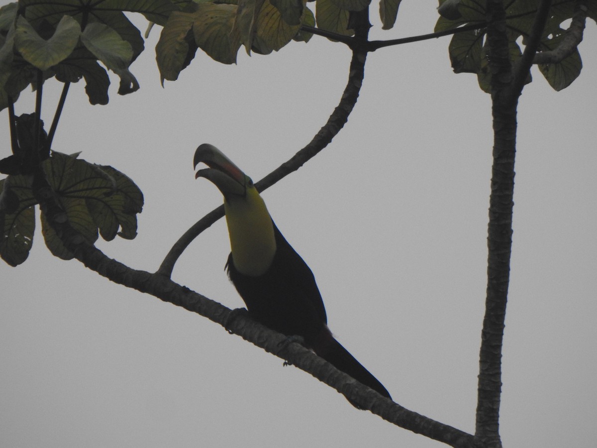 Keel-billed Toucan - Karen Sullivan