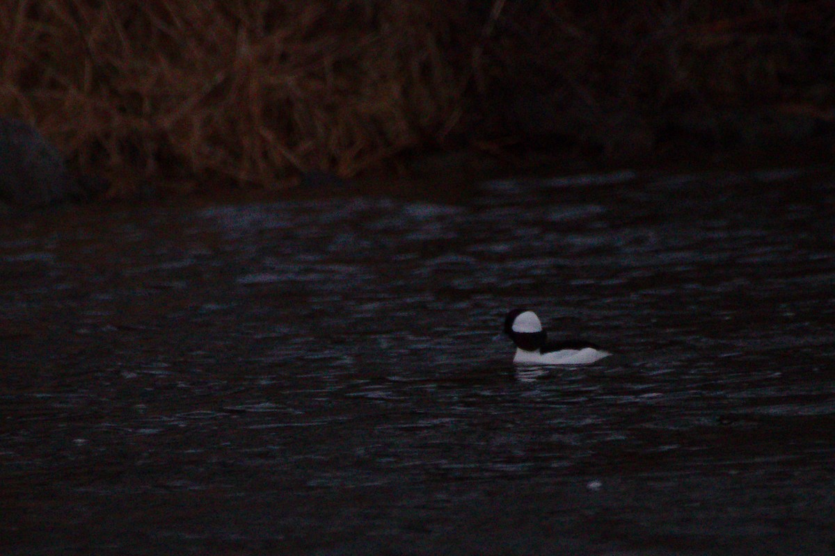 Bufflehead - ML616071476