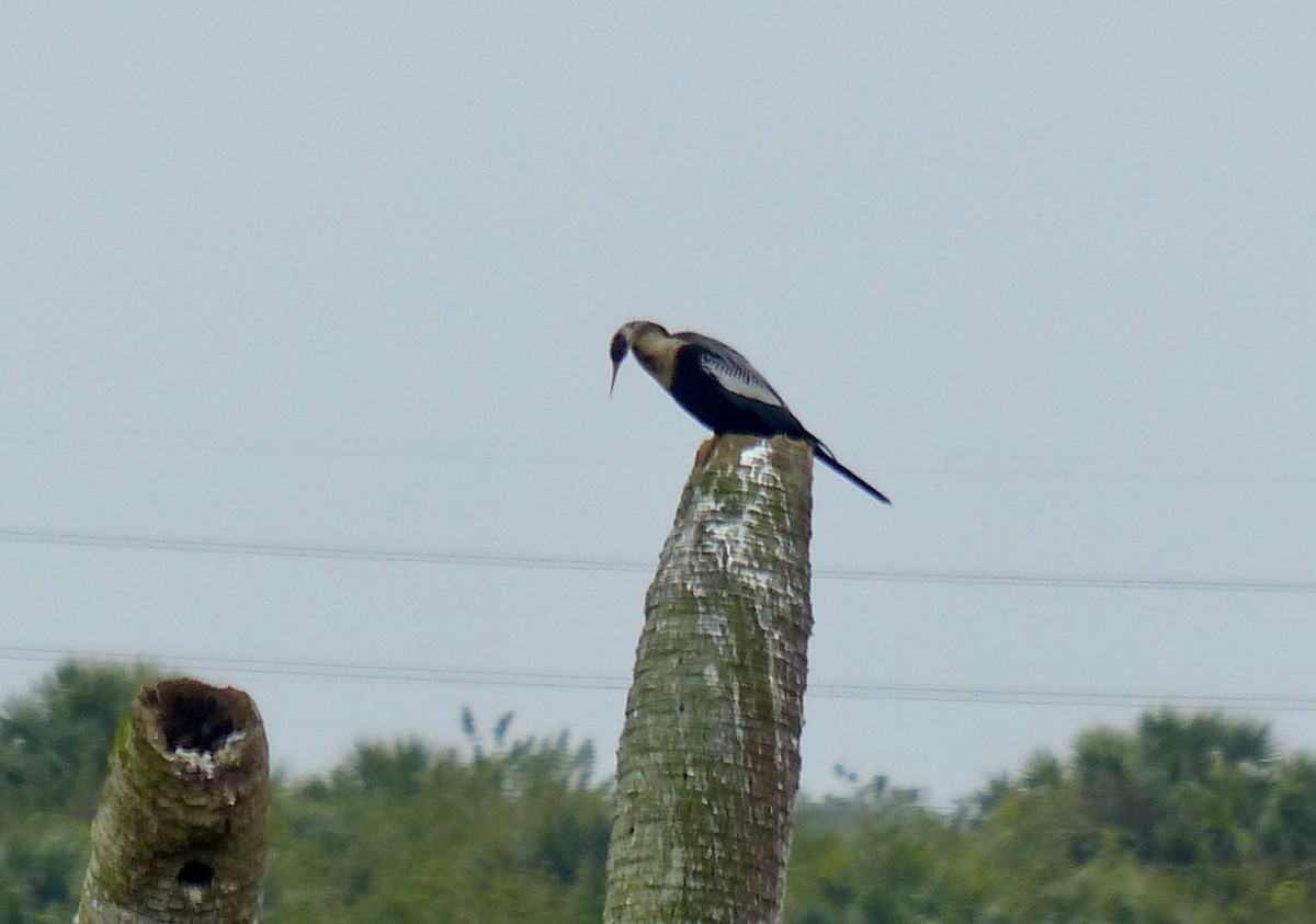 Amerika-Schlangenhalsvogel - ML616071499