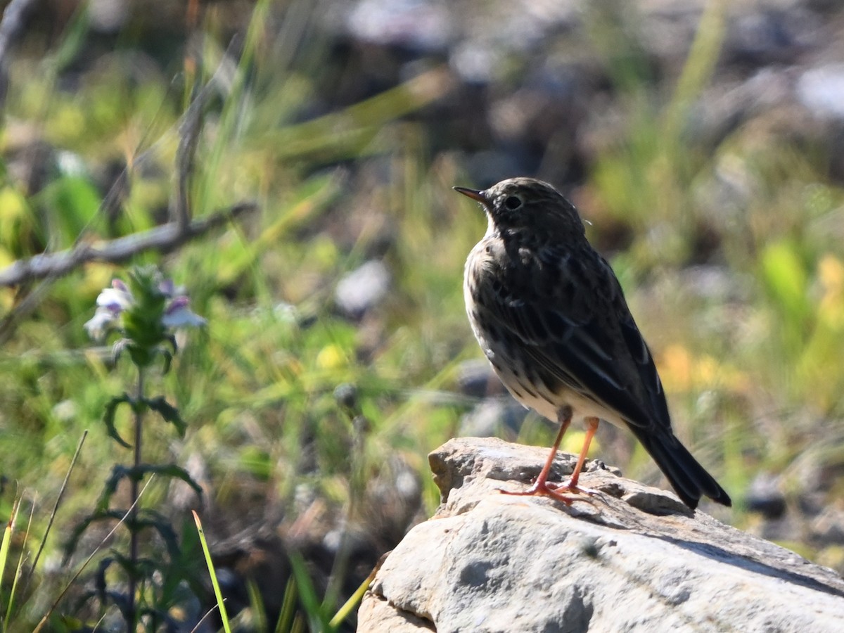 Meadow Pipit - ML616071516