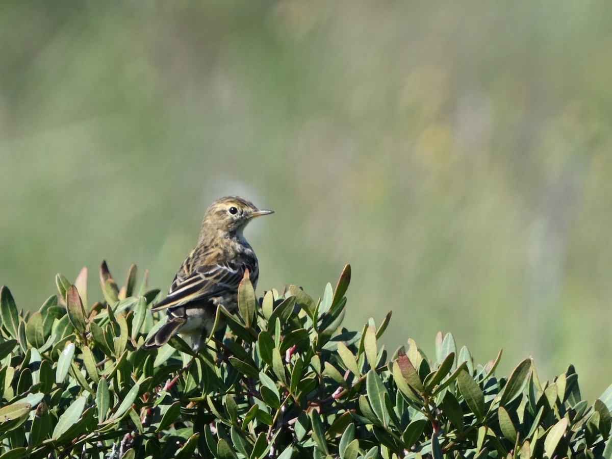 Meadow Pipit - ML616071522