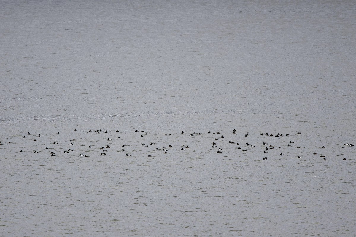 Ring-necked Duck - ML616071524