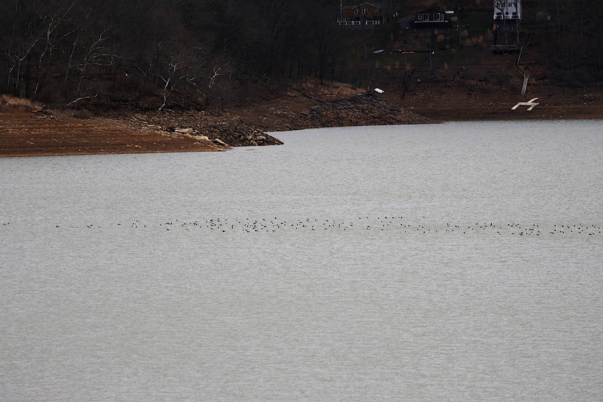 Greater/Lesser Scaup - ML616071532