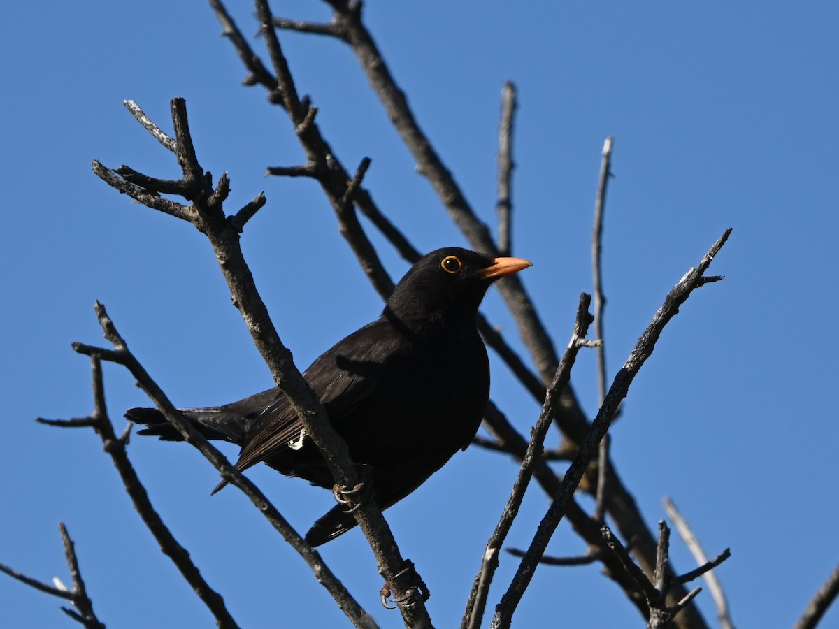 Eurasian Blackbird - ML616071582