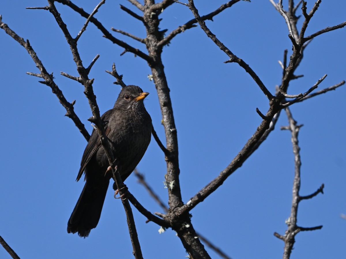 Eurasian Blackbird - ML616071583