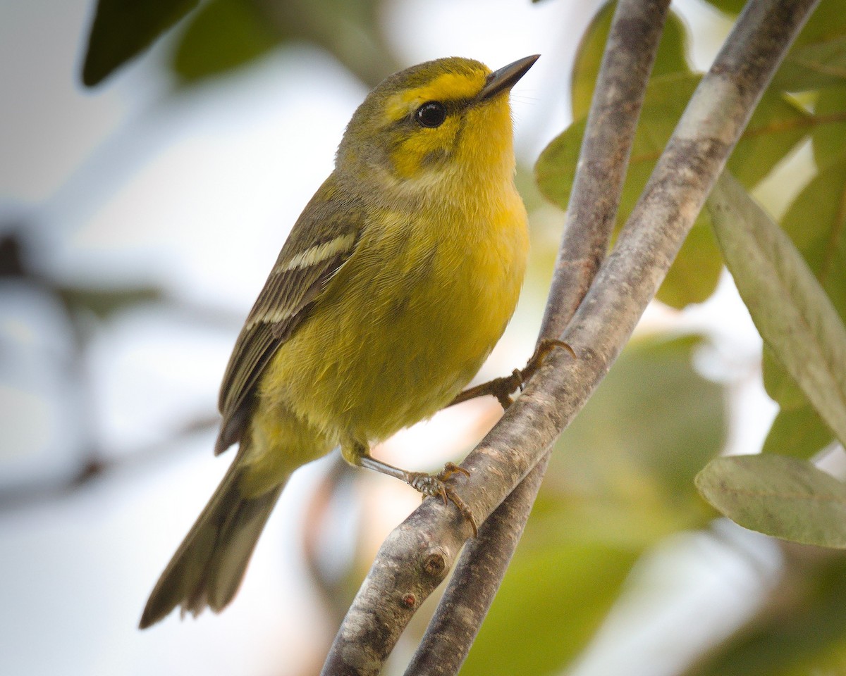 Vitelline Warbler - Ernest Crvich