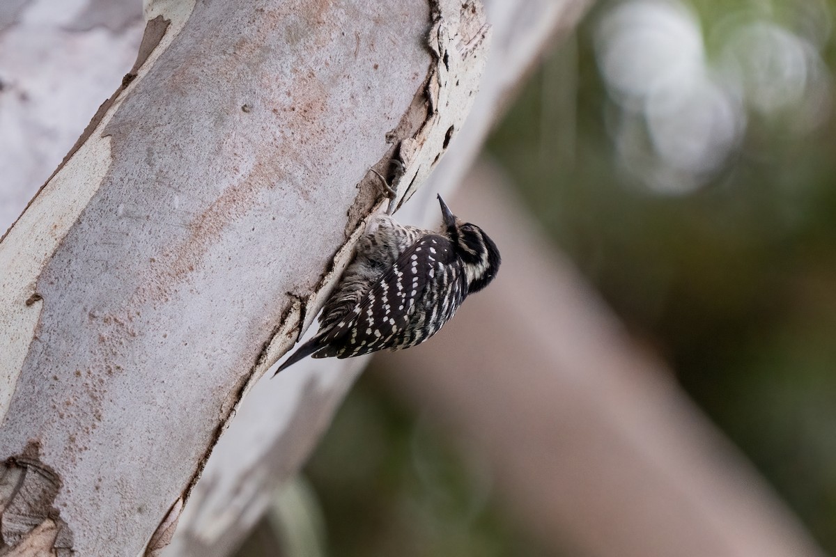 Nuttall's Woodpecker - ML616071608