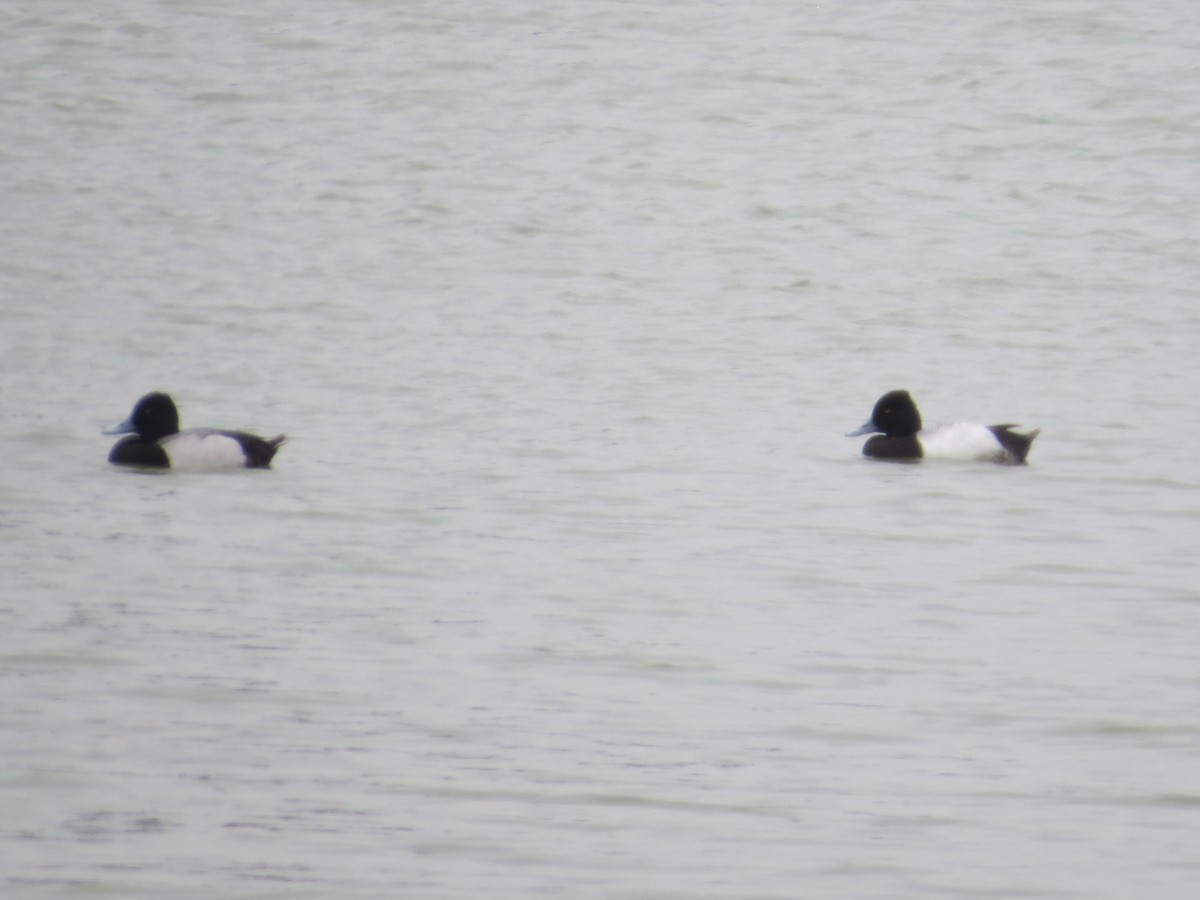 Lesser Scaup - Tamie Bulow