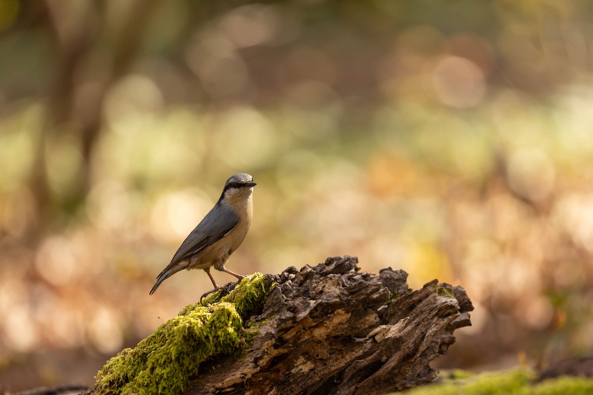 Eurasian Nuthatch - Mário Trindade