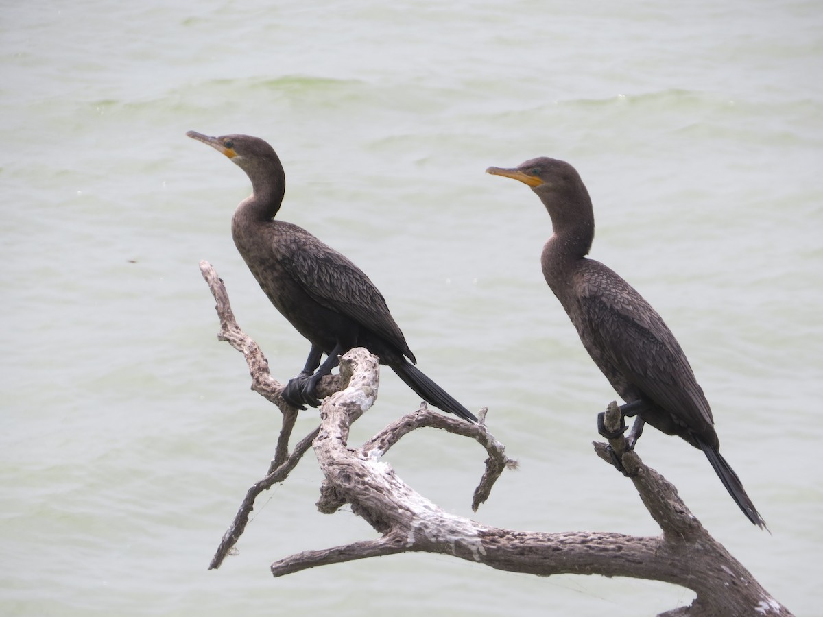 Neotropic Cormorant - ML616071705