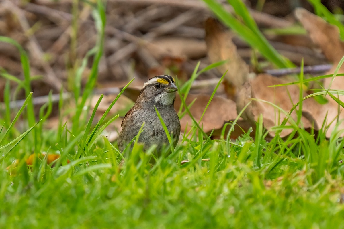 White-throated Sparrow - Andrea C