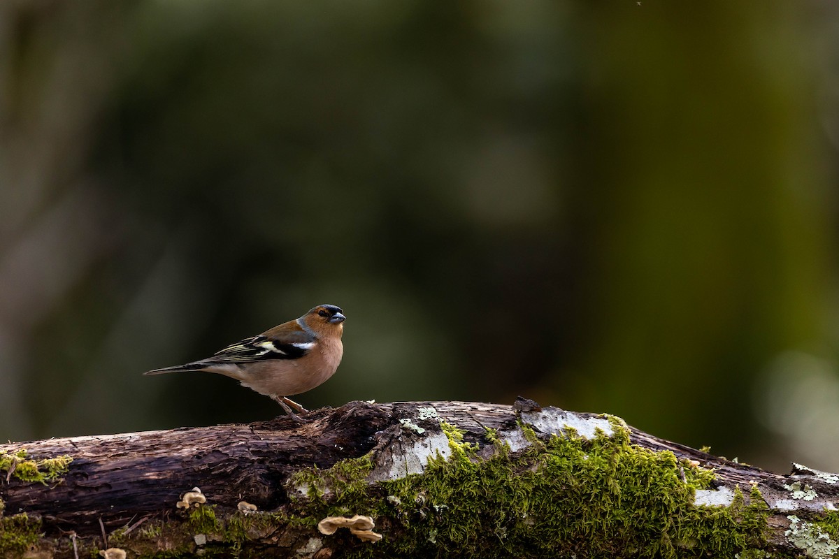 Common Chaffinch - Mário Trindade