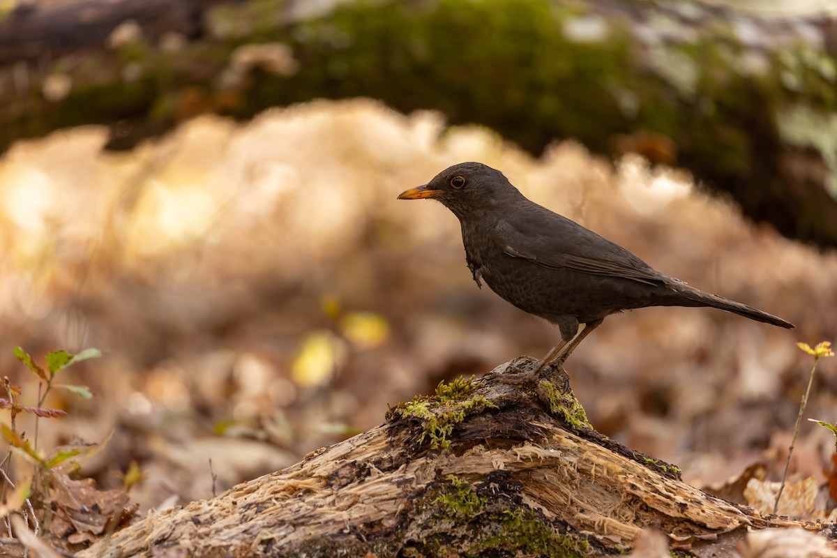 Eurasian Blackbird - Mário Trindade