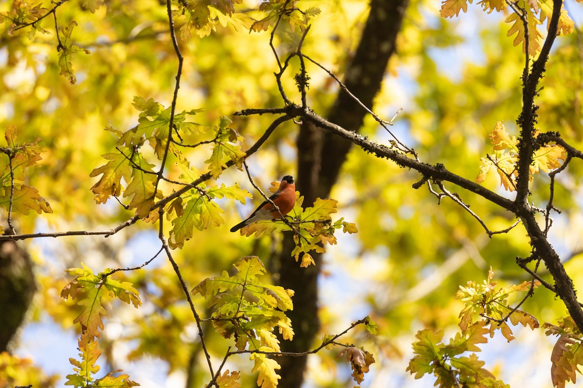 Eurasian Bullfinch - Mário Trindade