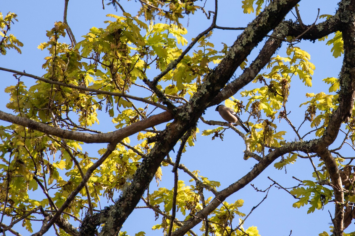 Eurasian Bullfinch - Mário Trindade