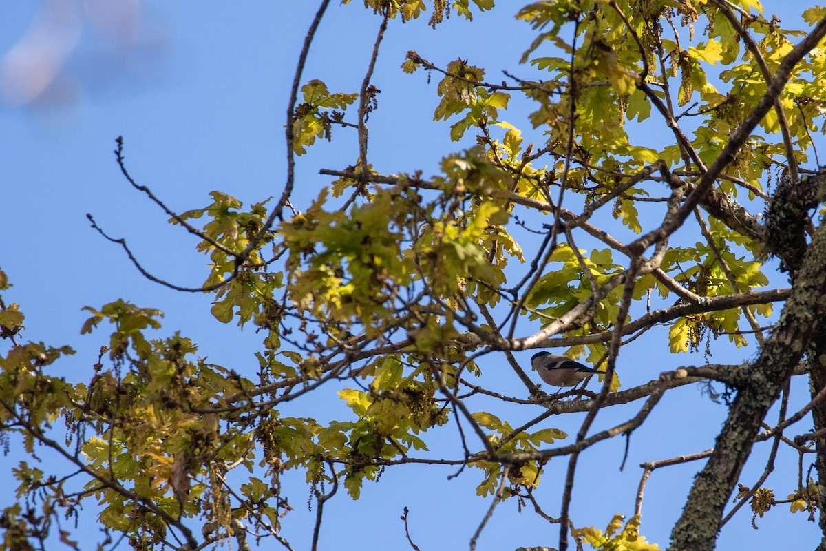 Eurasian Bullfinch - Mário Trindade