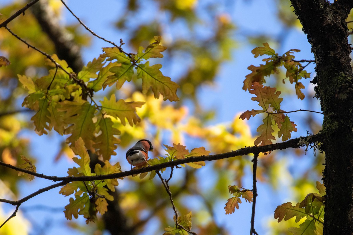 Eurasian Bullfinch - Mário Trindade