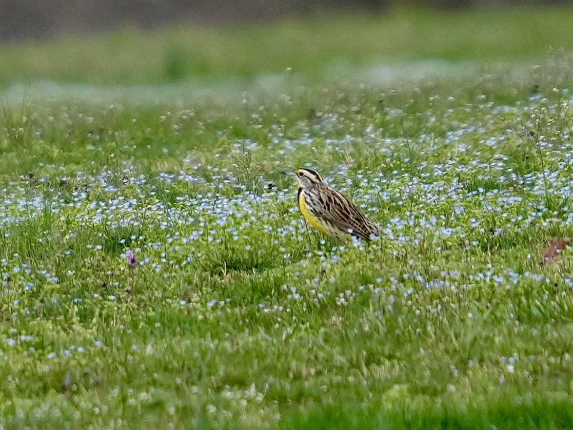 Eastern Meadowlark - ML616071780