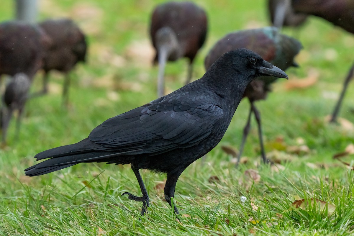 American Crow - ML616071800