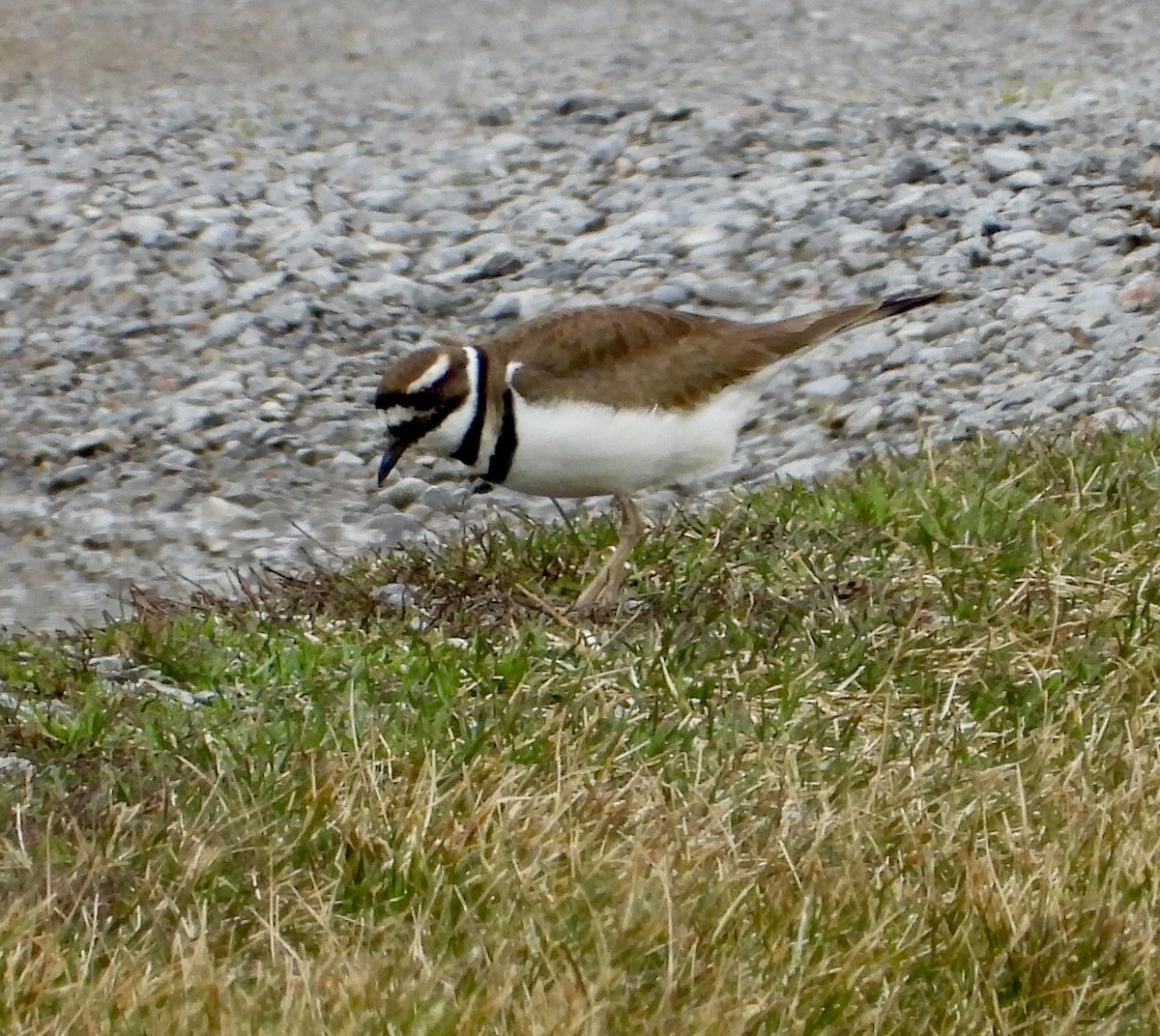 Killdeer - ML616071827