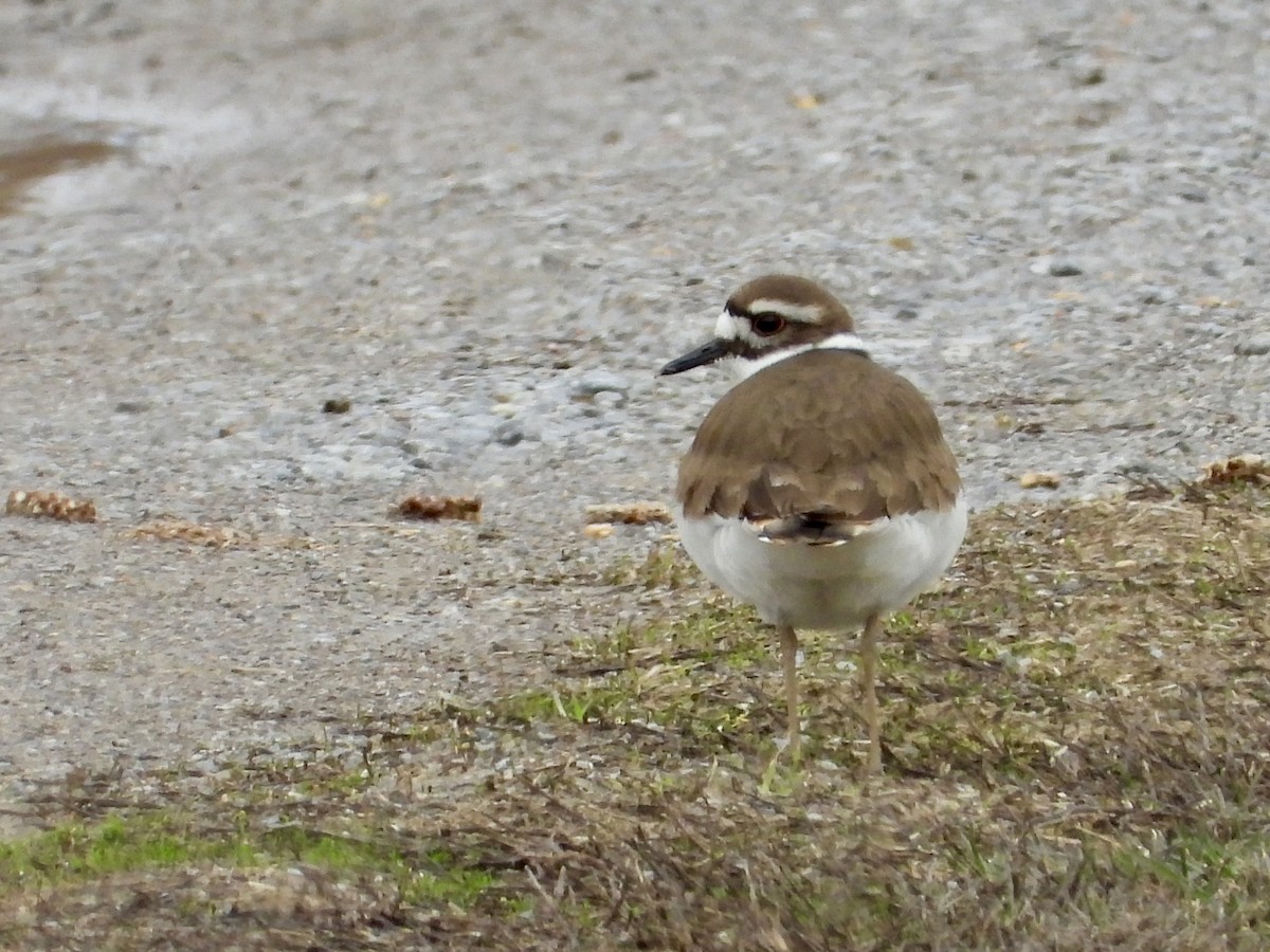 Killdeer - ML616071828