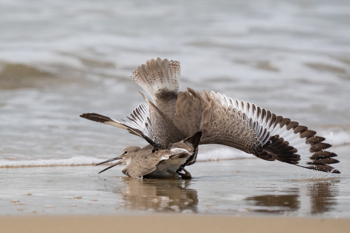 Willet - ML616071861