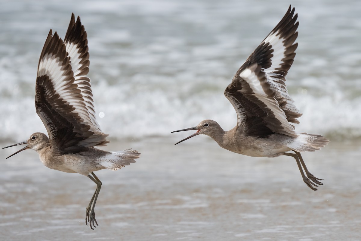 Willet - ML616071872