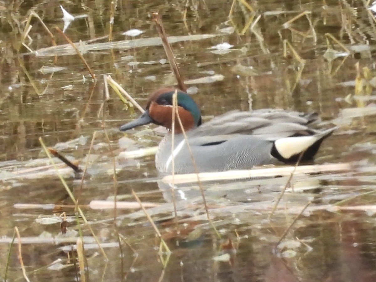 Green-winged Teal - ML616071937
