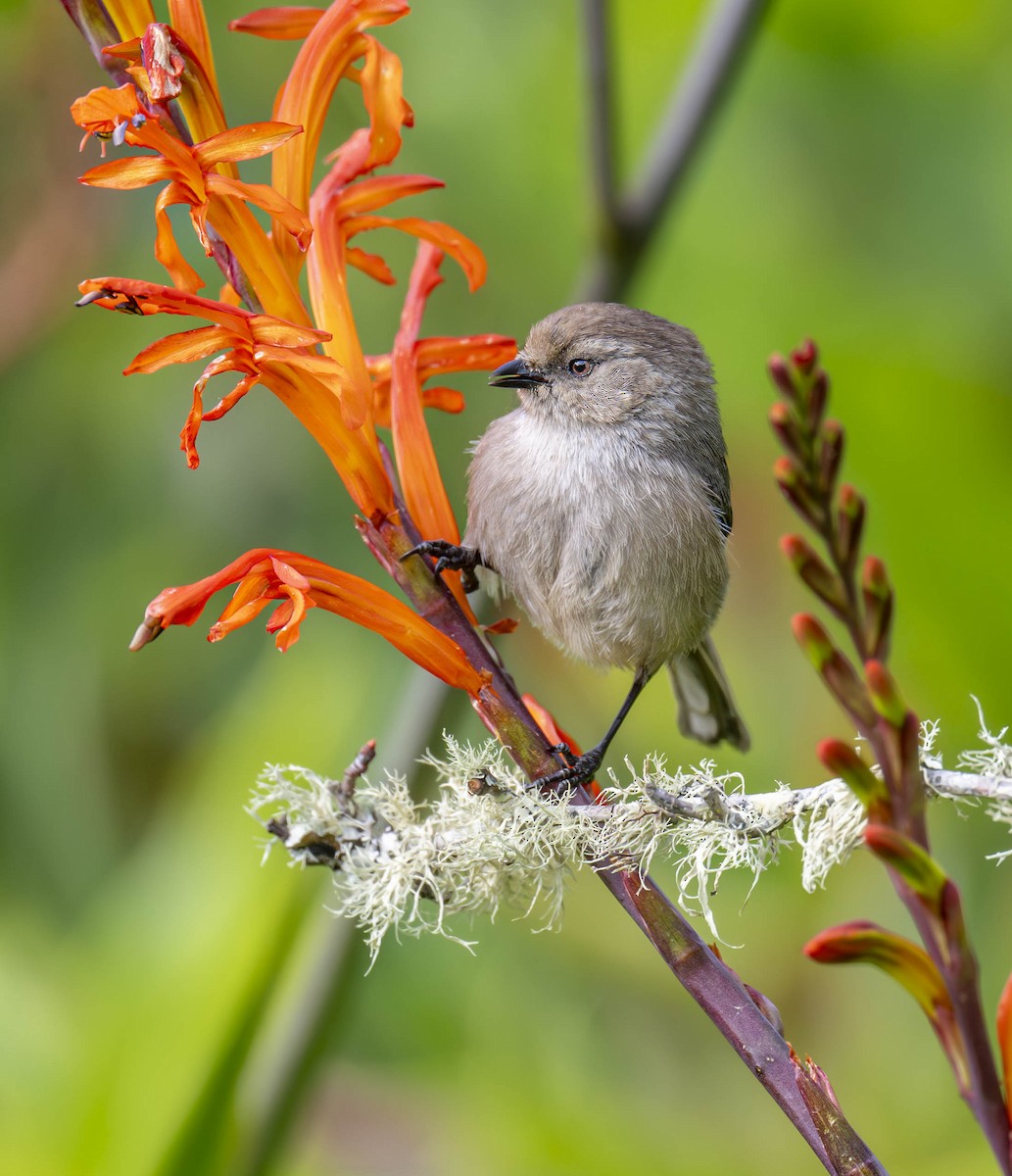 Bushtit (Pacific) - ML616072005