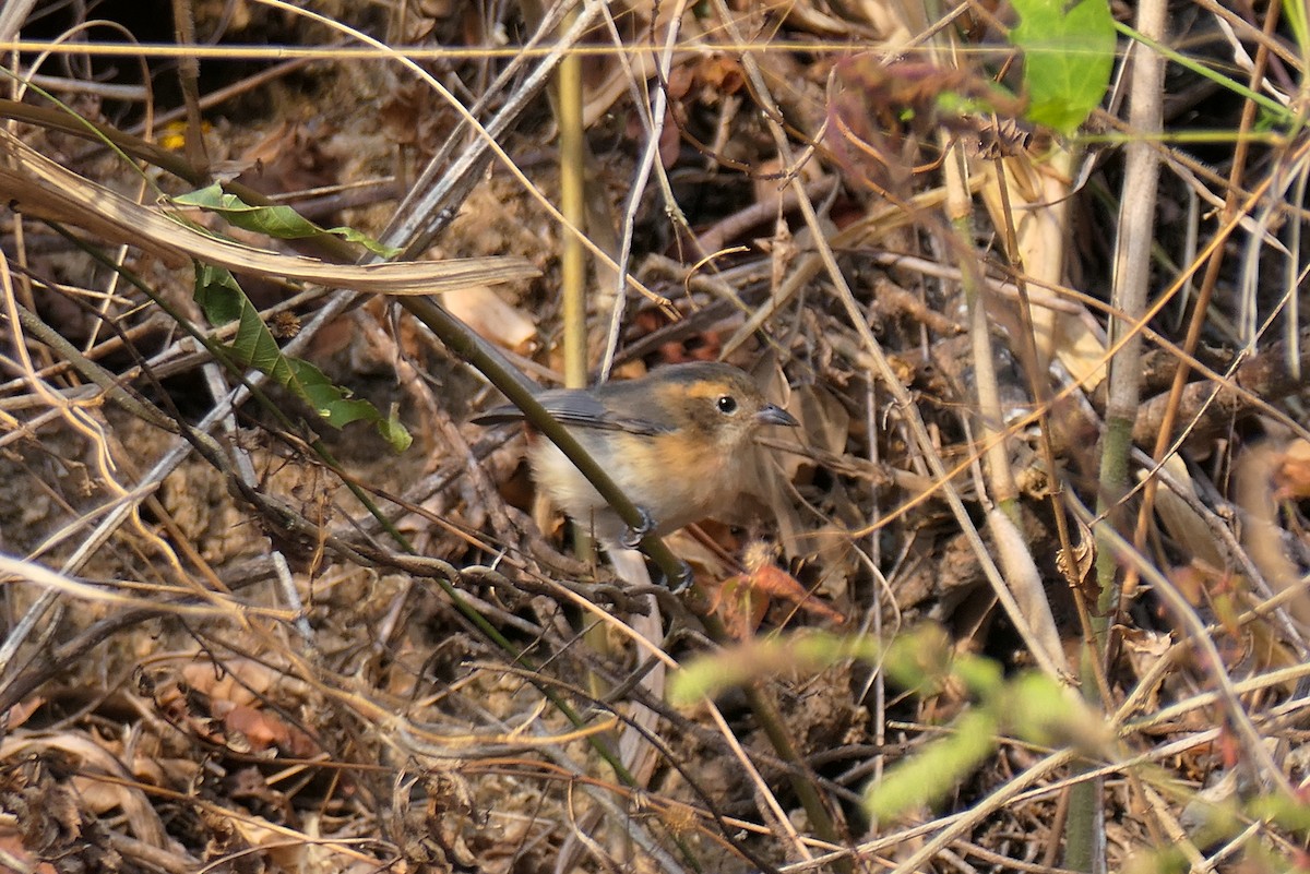 Red-breasted Chat - Karen  Hamblett