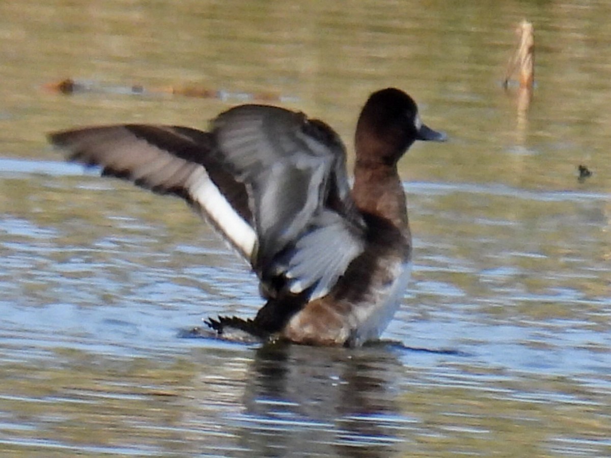 Lesser Scaup - Manuel Hermosilla