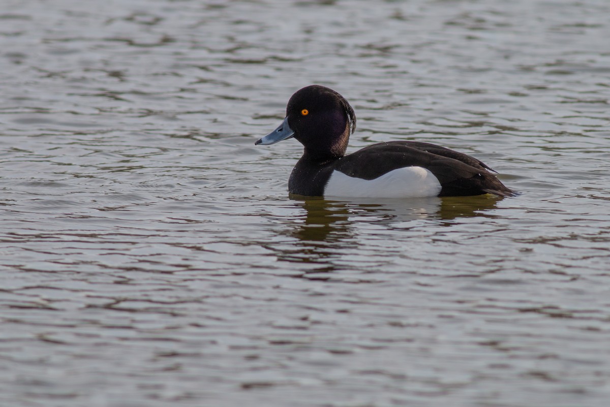 Tufted Duck - ML616072093