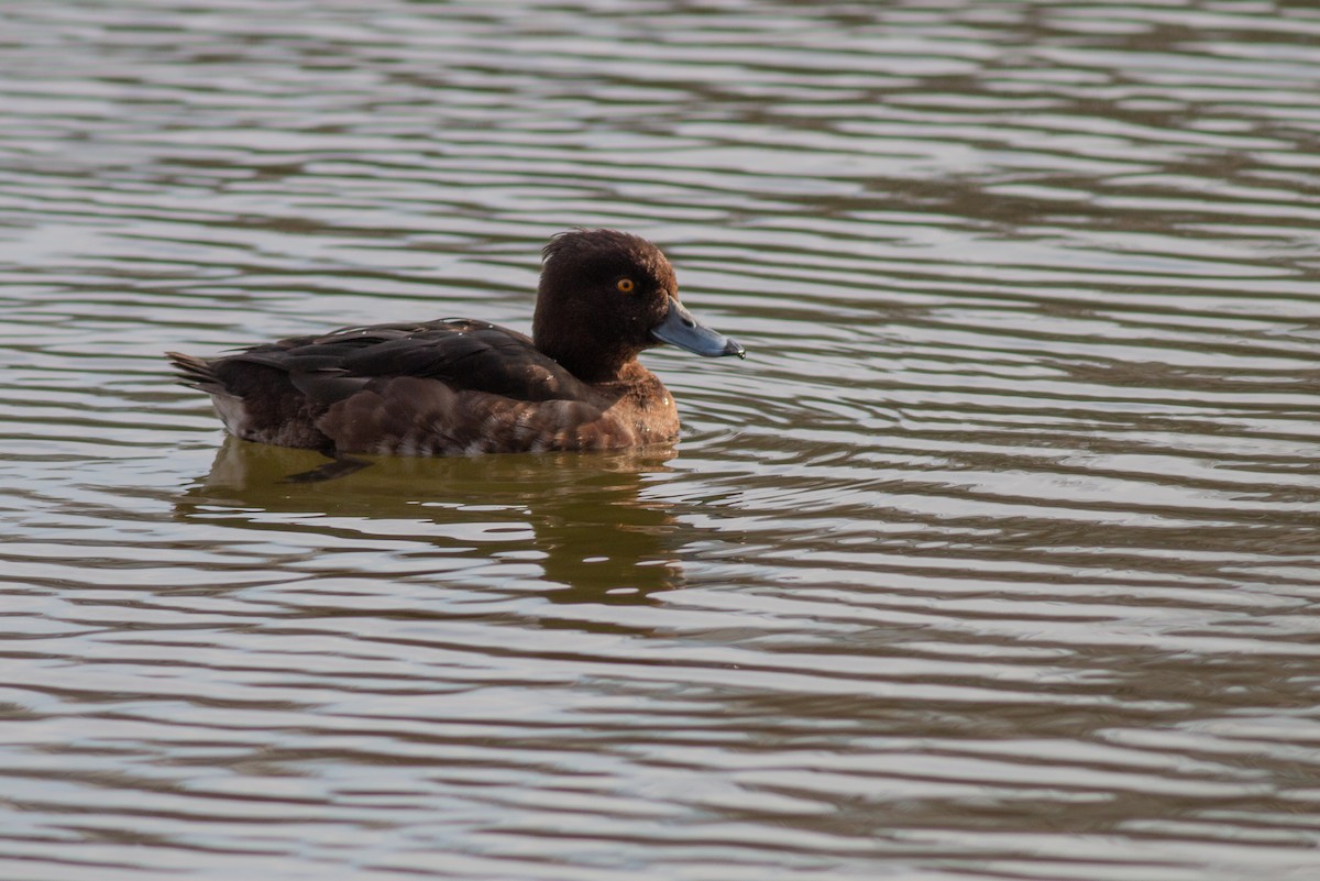 Tufted Duck - ML616072094