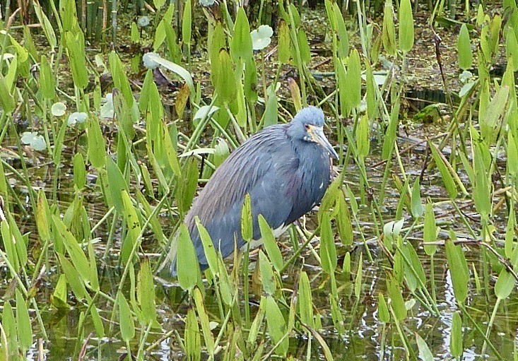 Tricolored Heron - ML616072108