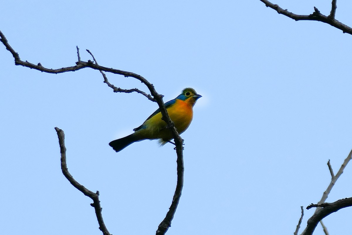 Orange-breasted Bunting - ML616072127