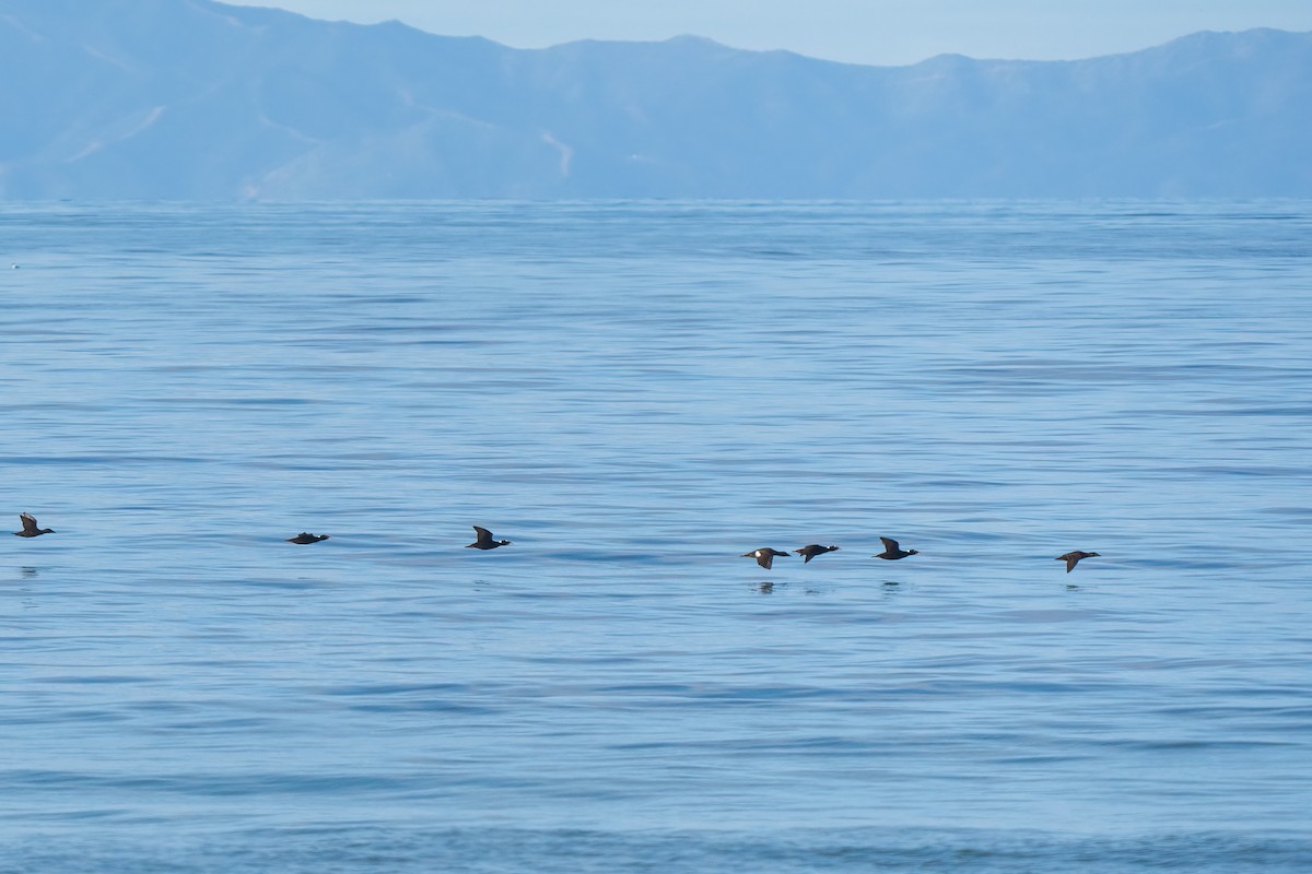 Surf Scoter - ML616072217