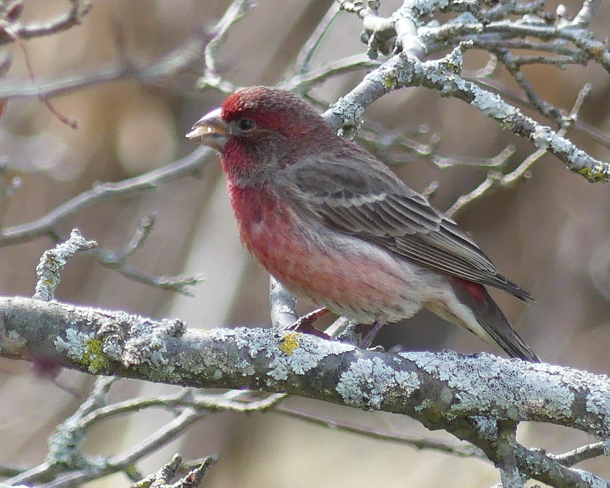 House Finch - ML616072262