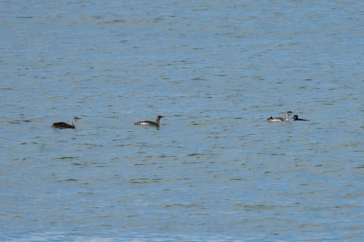 Red-throated Loon - ML616072273