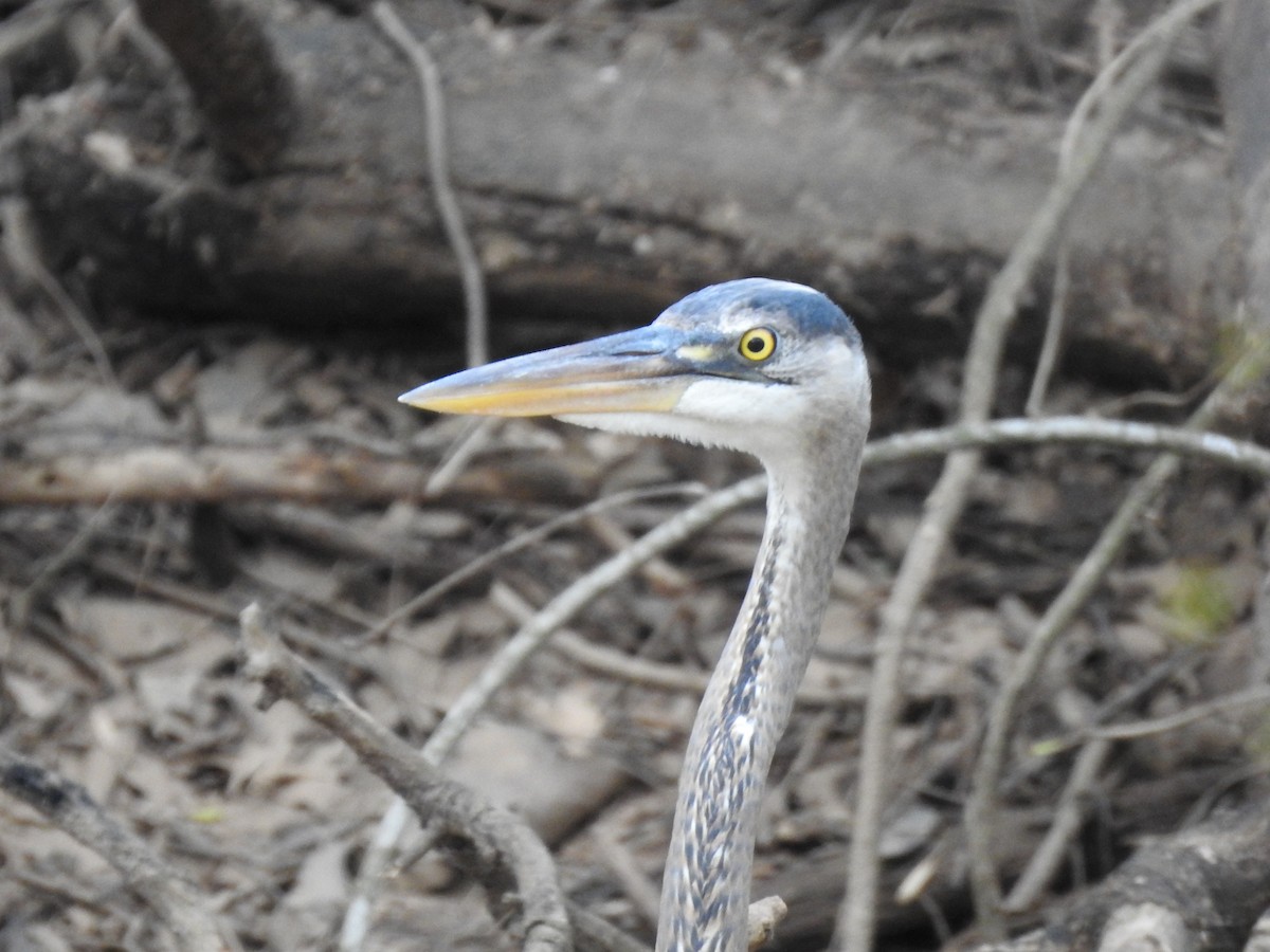 Great Blue Heron - ML616072279