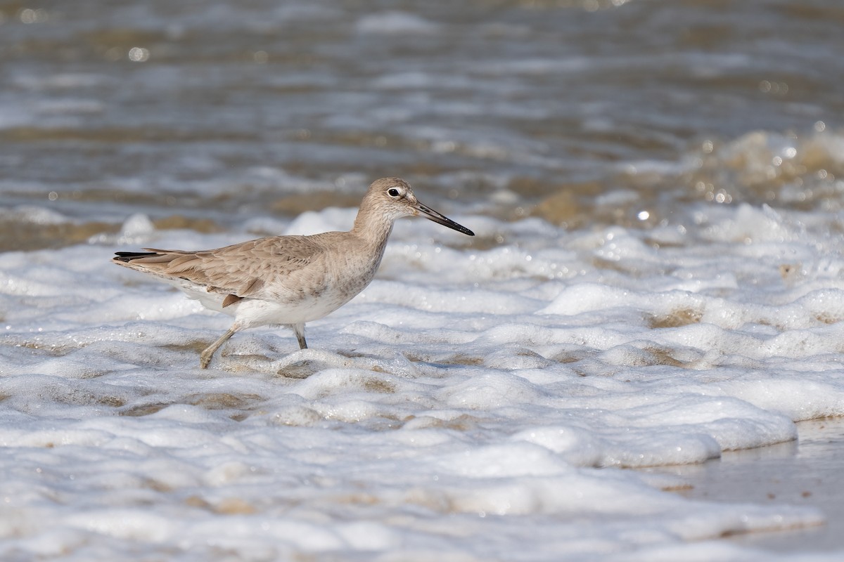 Willet - ML616072292